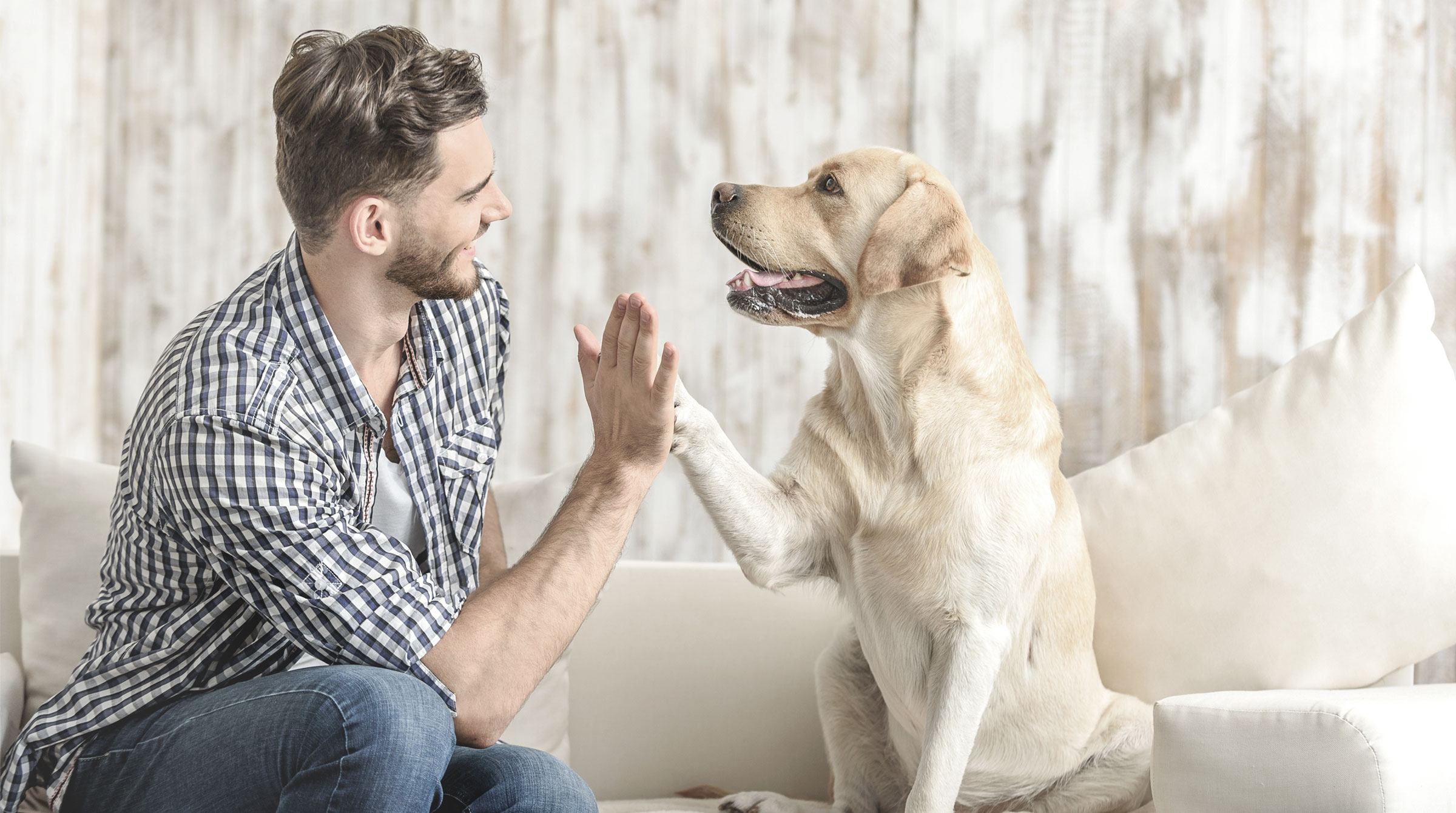 Notwendigkeit einer Hundehaftpflichtversicherung erklärt