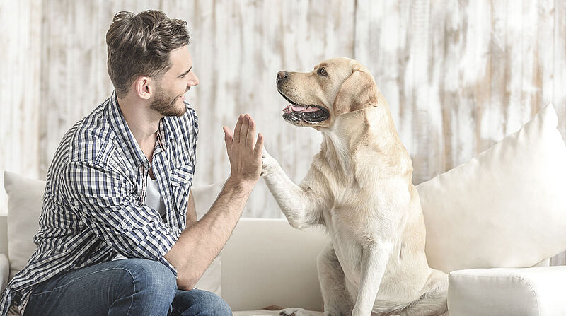 Teaserbild Hundehaftpflicht